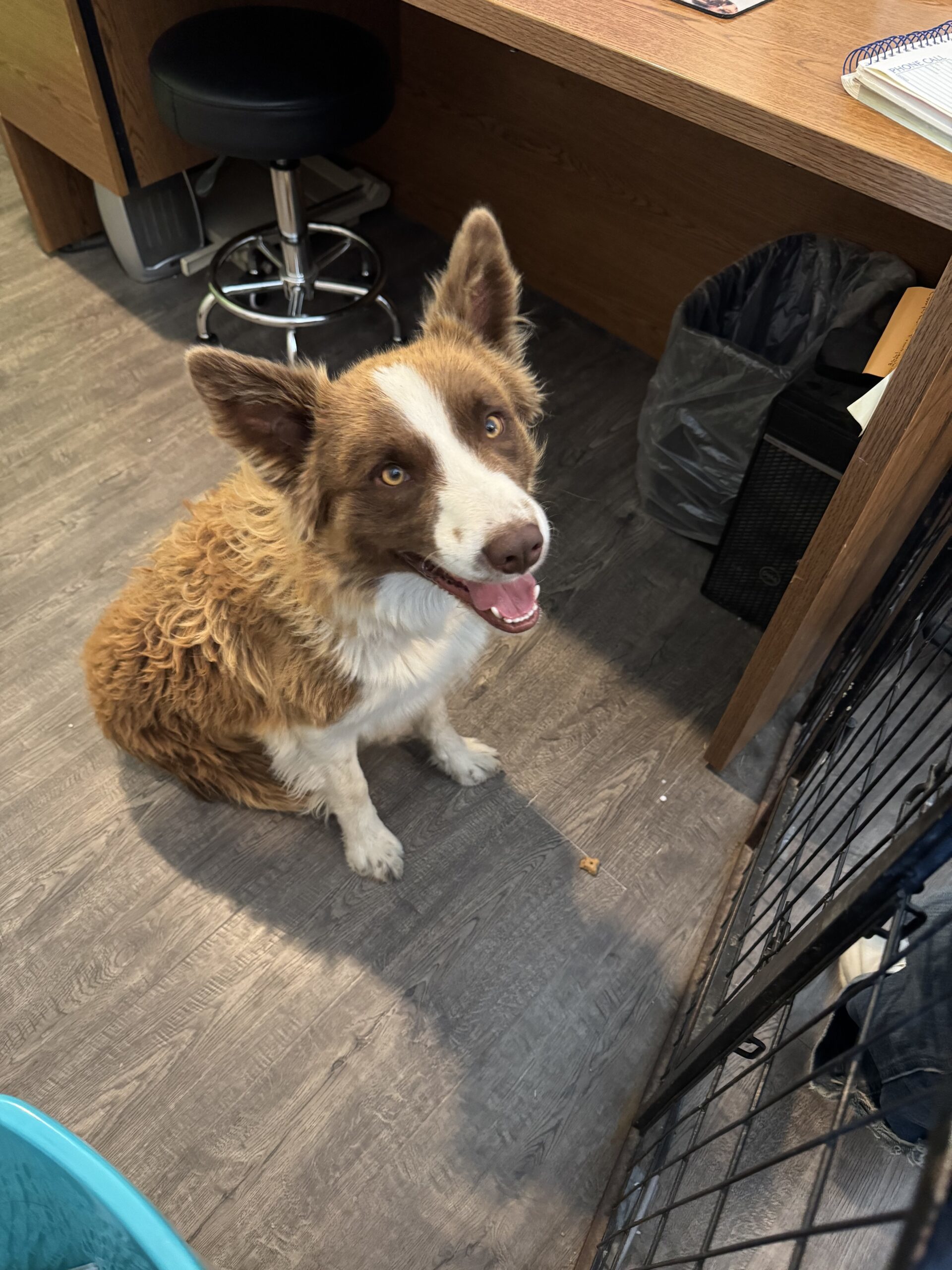 Wrangler, an adoptable Border Collie in Dillon, MT, 59725 | Photo Image 1
