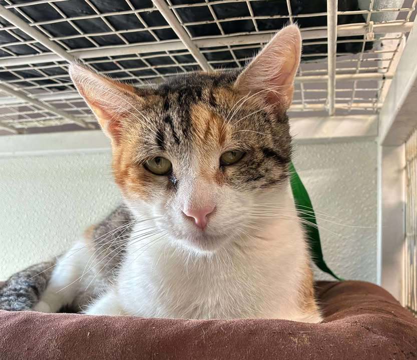 Coachella, an adoptable Domestic Short Hair in Dillon, MT, 59725 | Photo Image 1