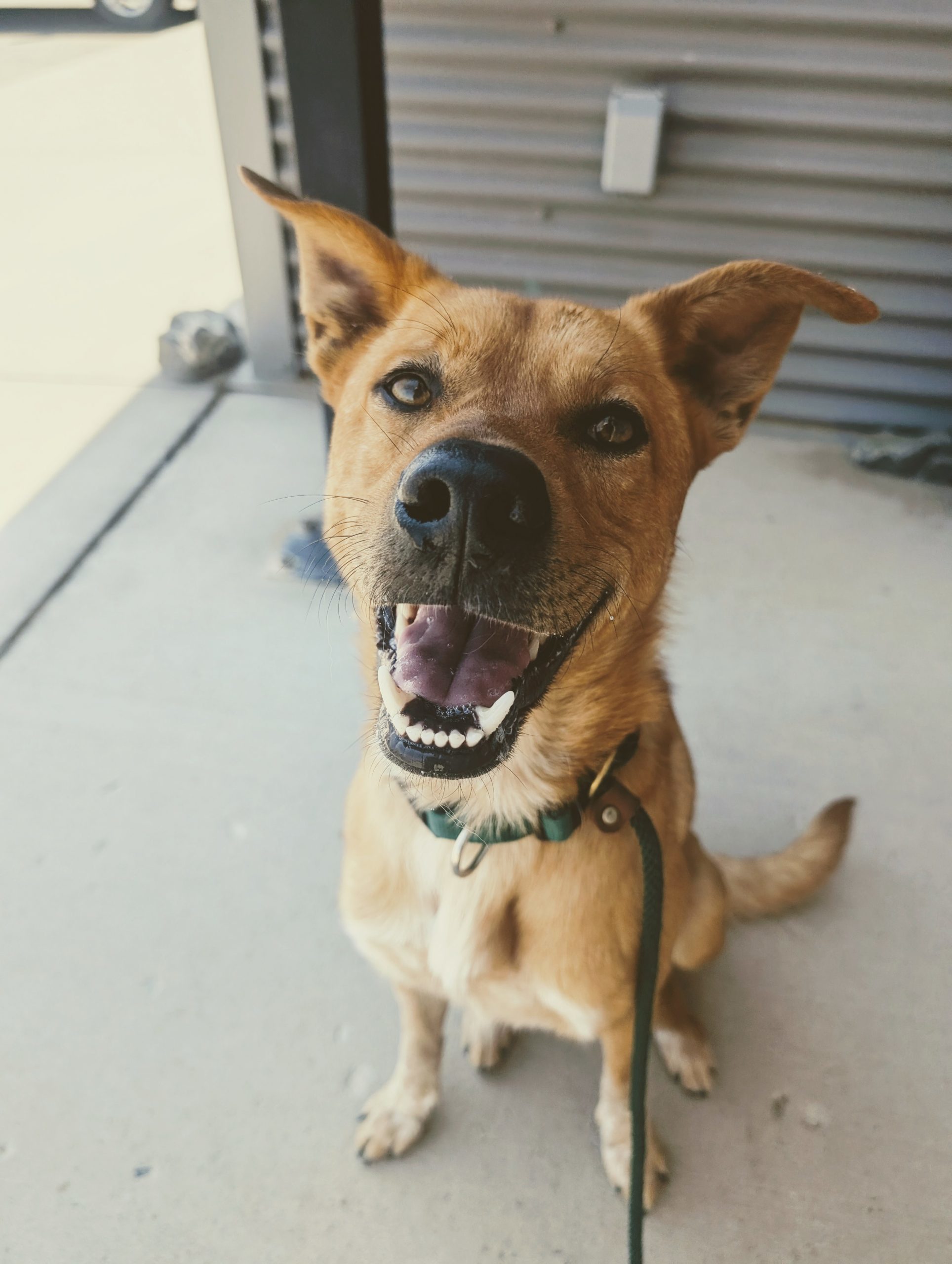 Cairo, an adoptable Australian Cattle Dog / Blue Heeler, Mixed Breed in Grand Junction, CO, 81503 | Photo Image 1