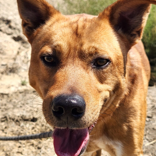 Cairo, an adoptable Australian Cattle Dog / Blue Heeler, Mixed Breed in Grand Junction, CO, 81503 | Photo Image 2