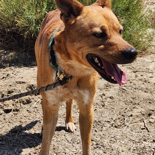 Cairo, an adoptable Australian Cattle Dog / Blue Heeler, Mixed Breed in Grand Junction, CO, 81503 | Photo Image 3