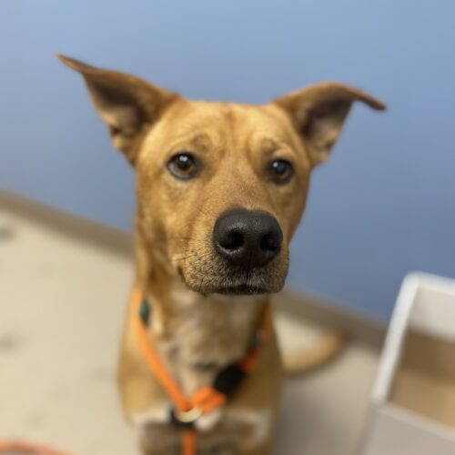 Cairo, an adoptable Australian Cattle Dog / Blue Heeler, Mixed Breed in Grand Junction, CO, 81503 | Photo Image 4