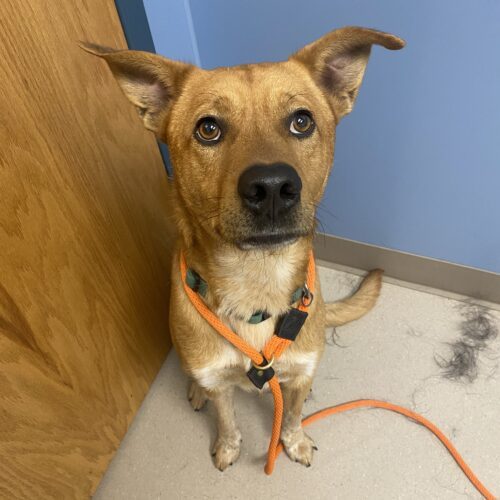 Cairo, an adoptable Australian Cattle Dog / Blue Heeler, Mixed Breed in Grand Junction, CO, 81503 | Photo Image 5