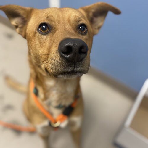 Cairo, an adoptable Australian Cattle Dog / Blue Heeler, Mixed Breed in Grand Junction, CO, 81503 | Photo Image 6