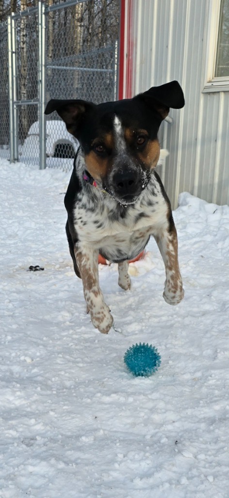 Valentine, an adoptable Cattle Dog in Virginia, MN, 55792 | Photo Image 1