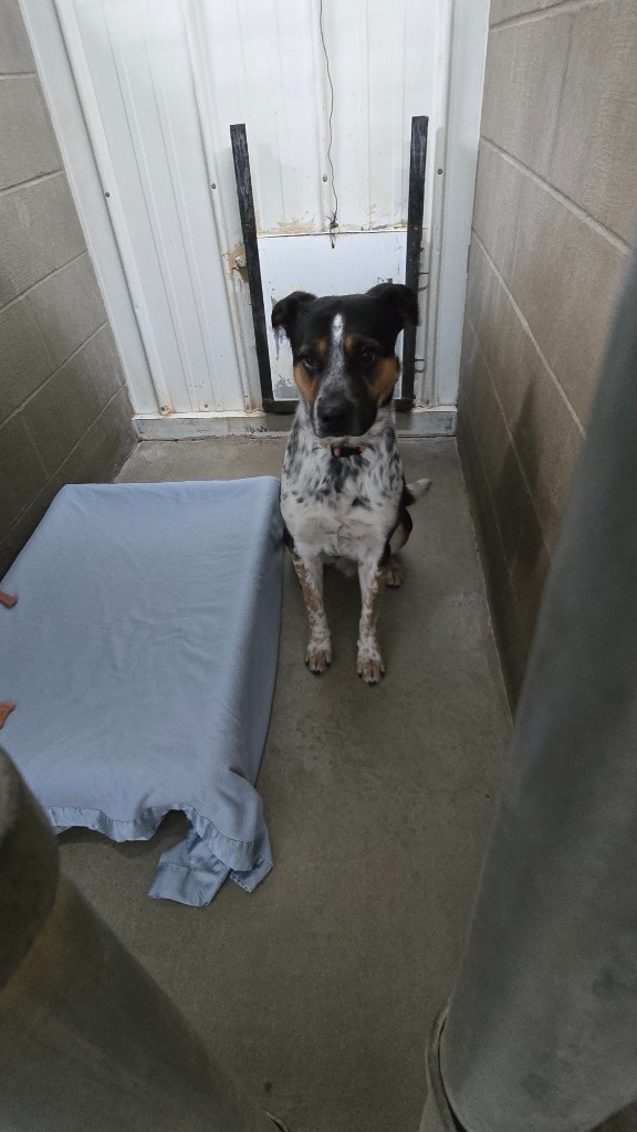 Valentine, an adoptable Cattle Dog in Virginia, MN, 55792 | Photo Image 2