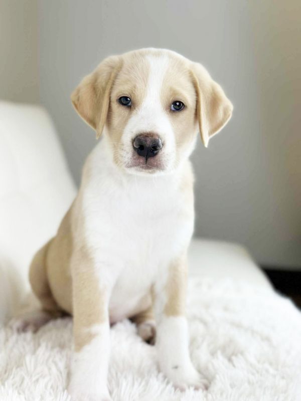 Owala Litter - Shy