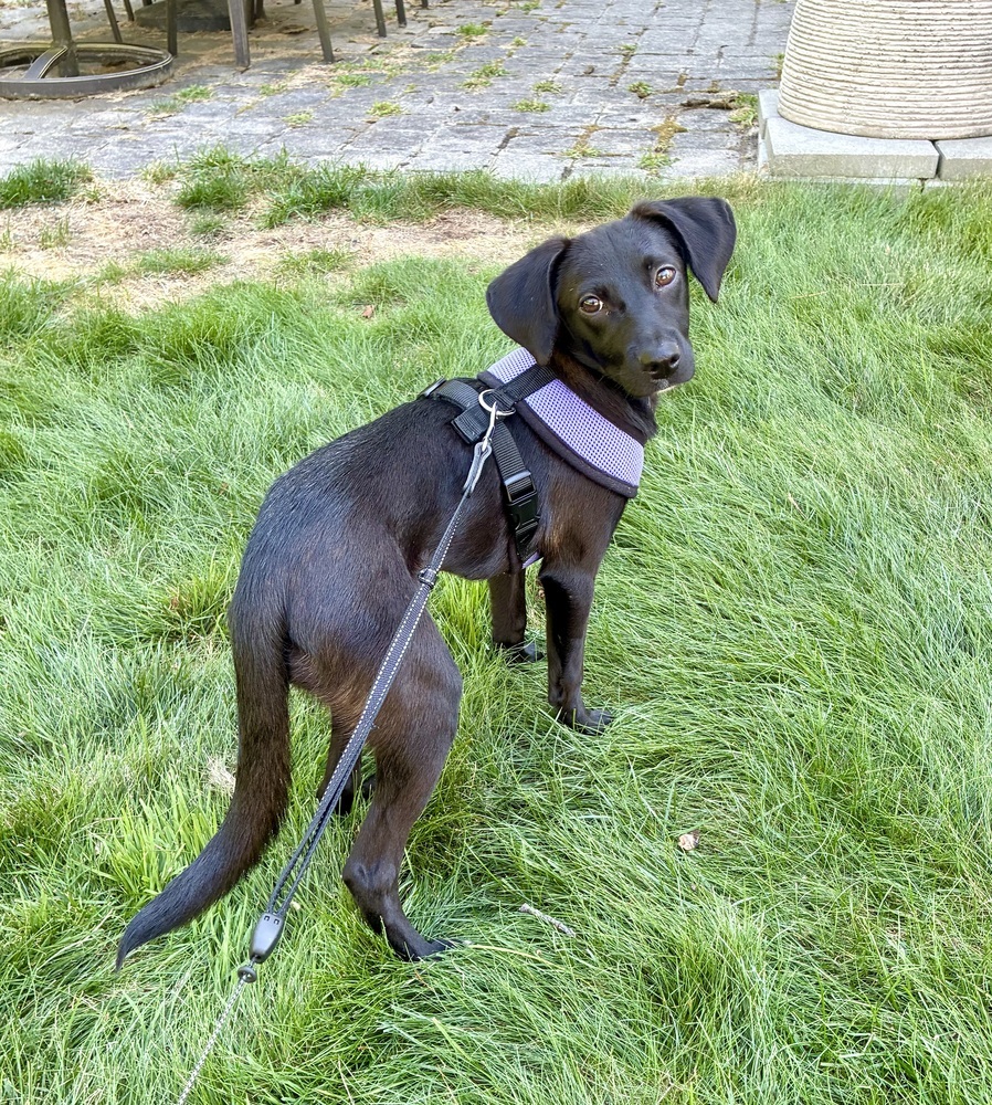 Agatha the Angel