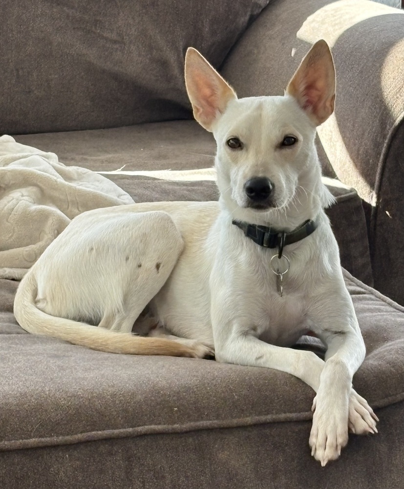 Regal Rico