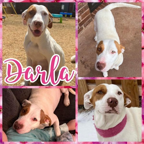 Darla