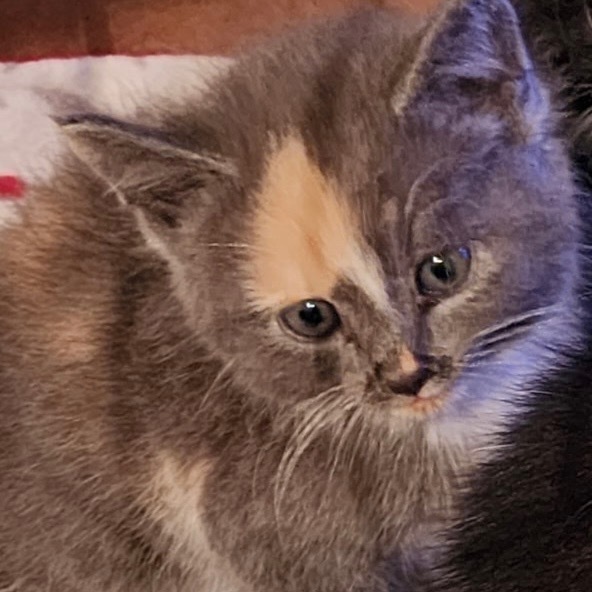 Fran
