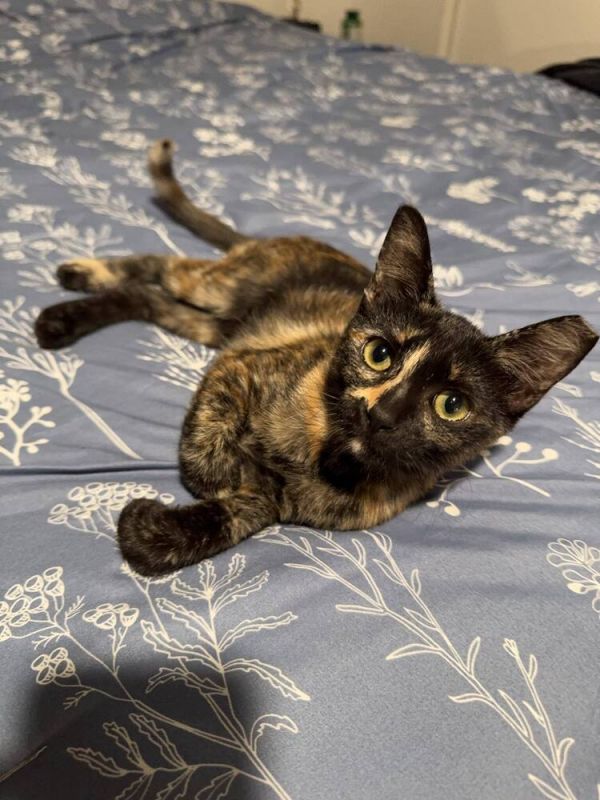 Tibby