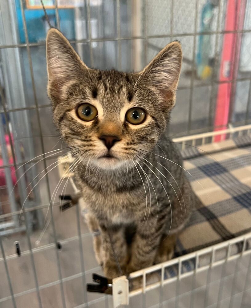 Sprinter, an adoptable Domestic Short Hair in McPherson, KS, 67460 | Photo Image 1