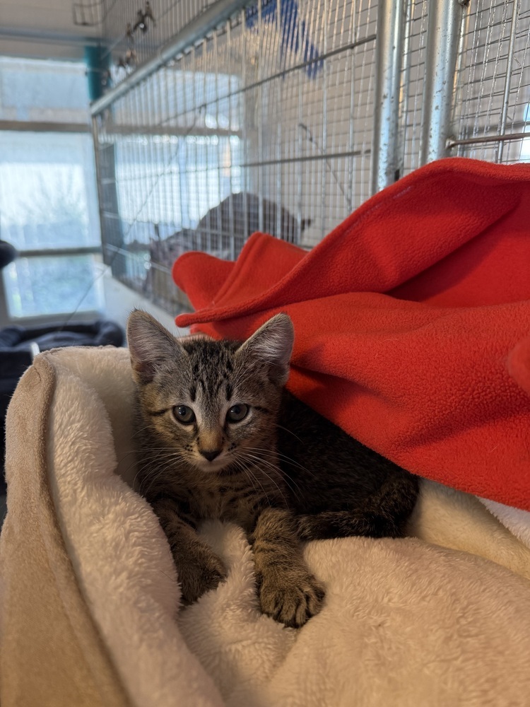 Sprinter, an adoptable Domestic Short Hair in McPherson, KS, 67460 | Photo Image 2