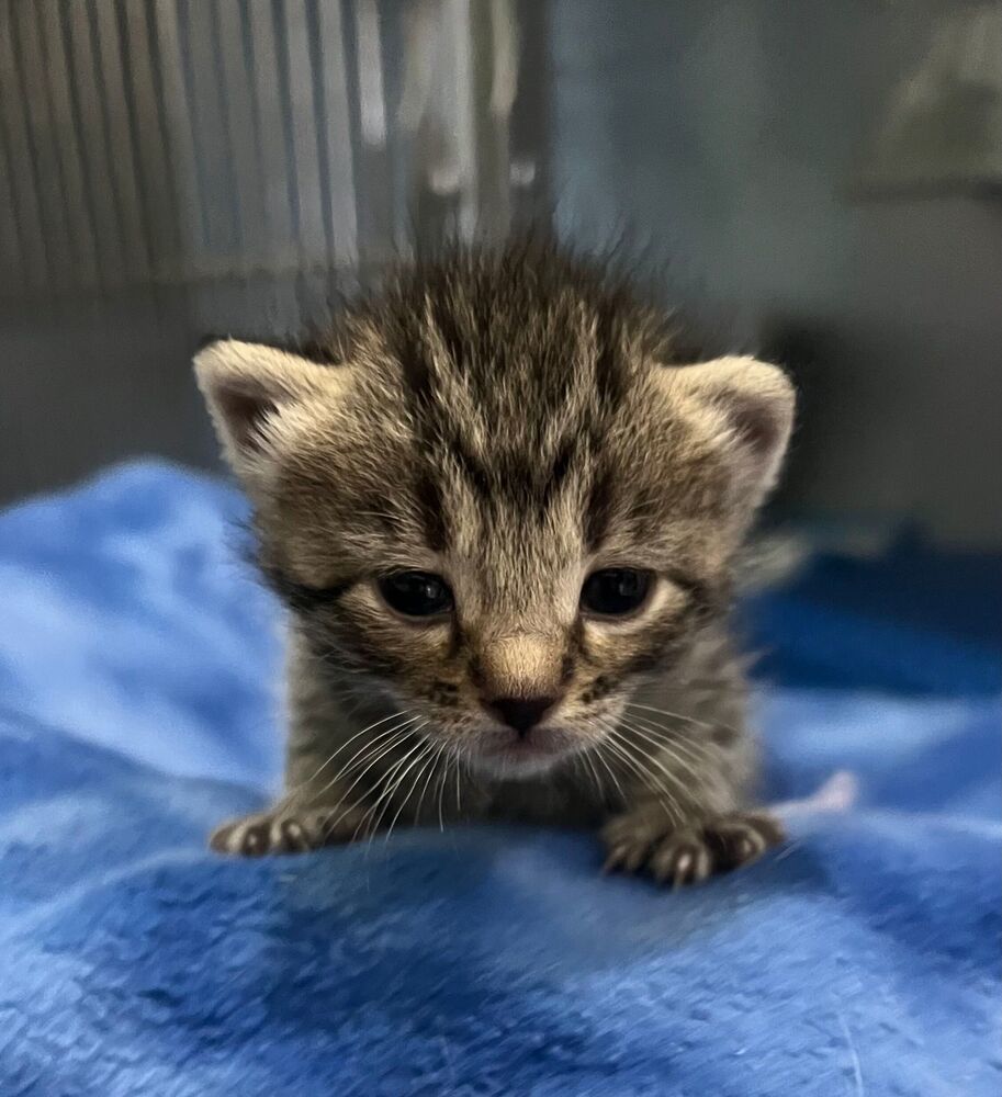 Sprinter, an adoptable Domestic Short Hair in McPherson, KS, 67460 | Photo Image 3