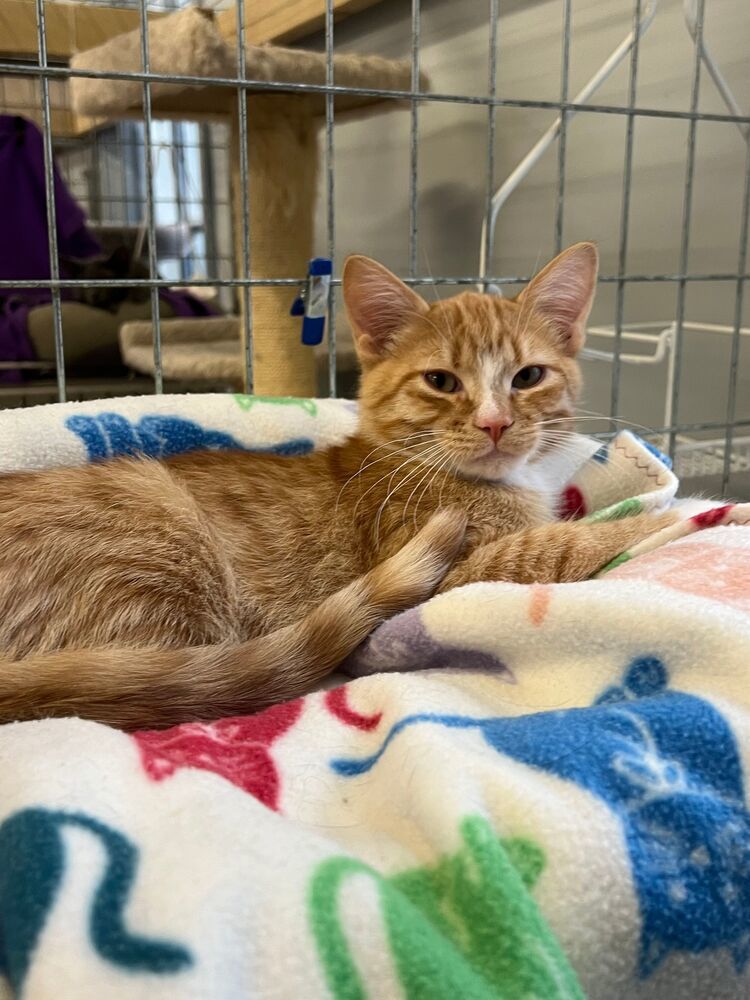 Linguini, an adoptable Domestic Short Hair in McPherson, KS, 67460 | Photo Image 1