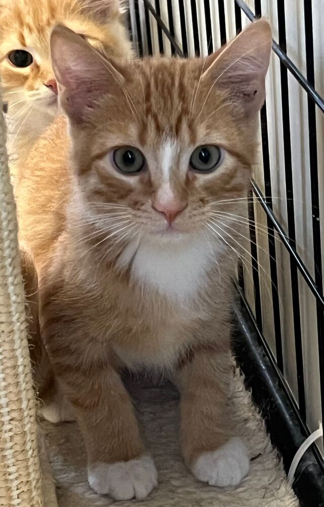 Linguini, an adoptable Domestic Short Hair in McPherson, KS, 67460 | Photo Image 2