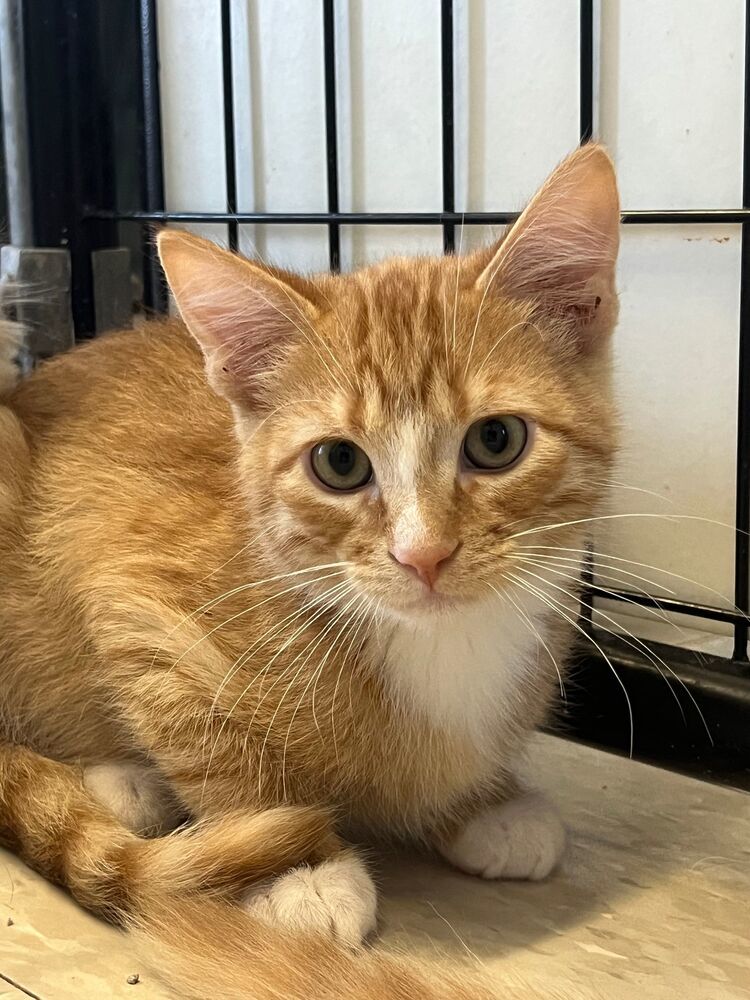 Linguini, an adoptable Domestic Short Hair in McPherson, KS, 67460 | Photo Image 3