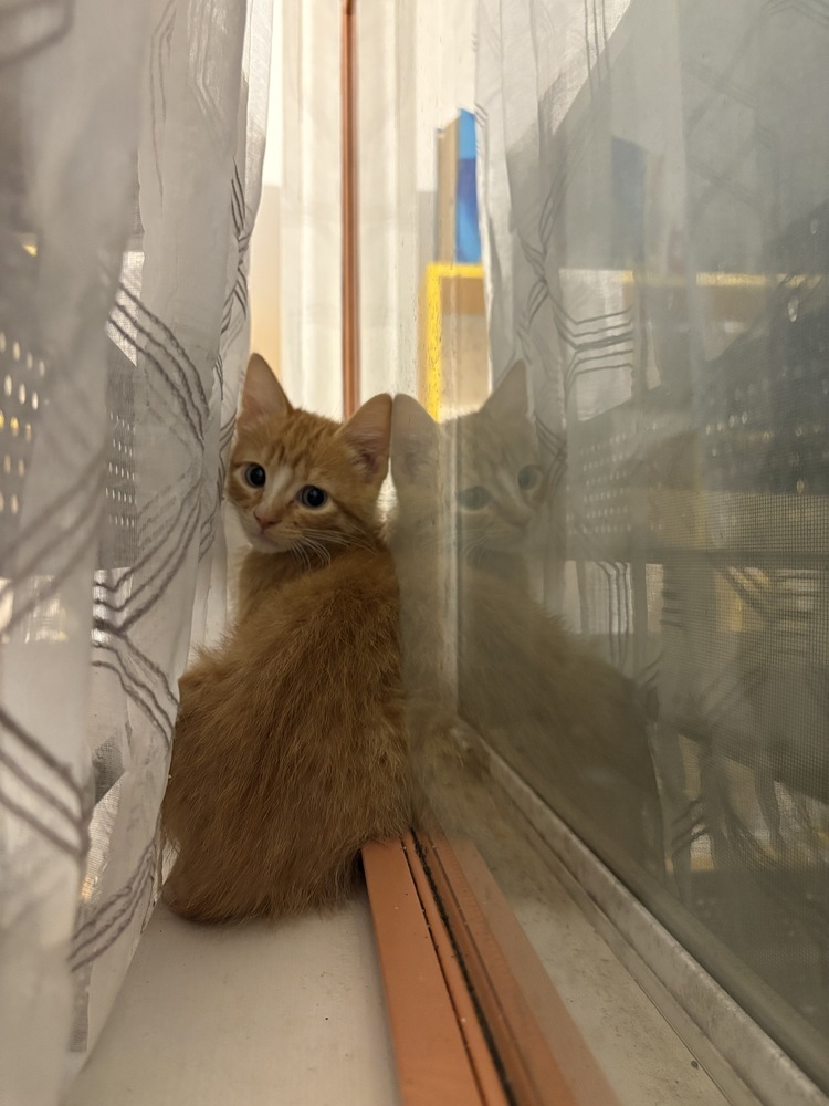 Linguini, an adoptable Domestic Short Hair in McPherson, KS, 67460 | Photo Image 5