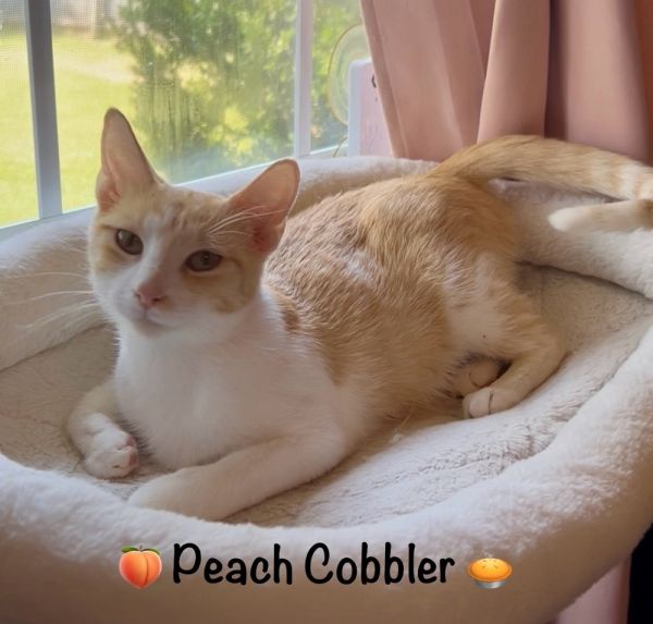 Peach Cobbler thumbnail 3