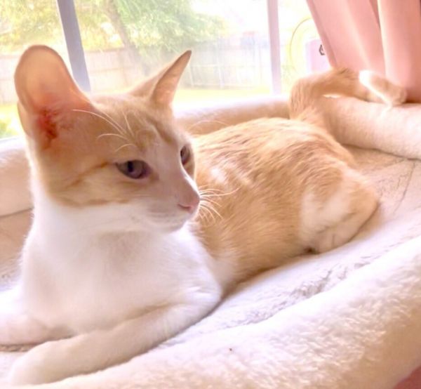Peach Cobbler thumbnail 4