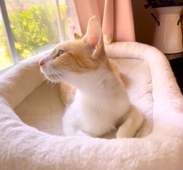 Peach Cobbler thumbnail 6