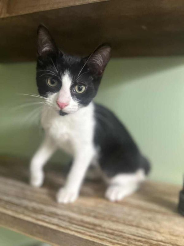 Sebastian