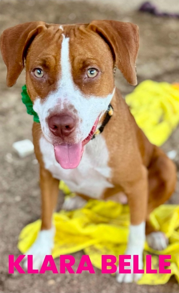 Klara Belle