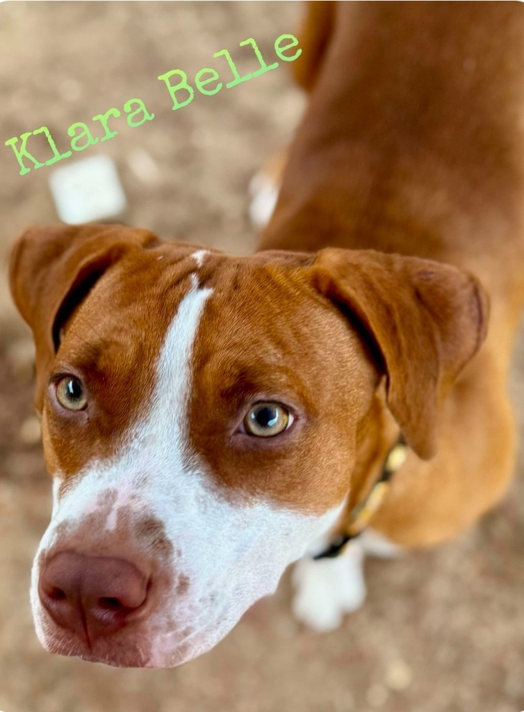 Klara Belle