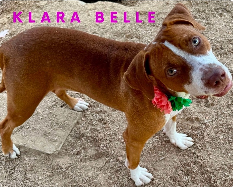 Klara Belle