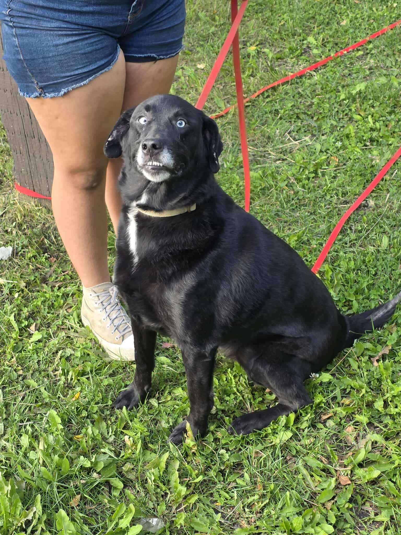 Willow, an adoptable Alaskan Malamute, Husky in Anchorage, AK, 99503 | Photo Image 1