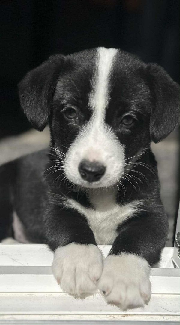 Piping le Pew
