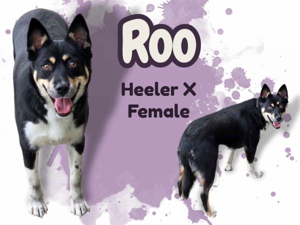 Roo
