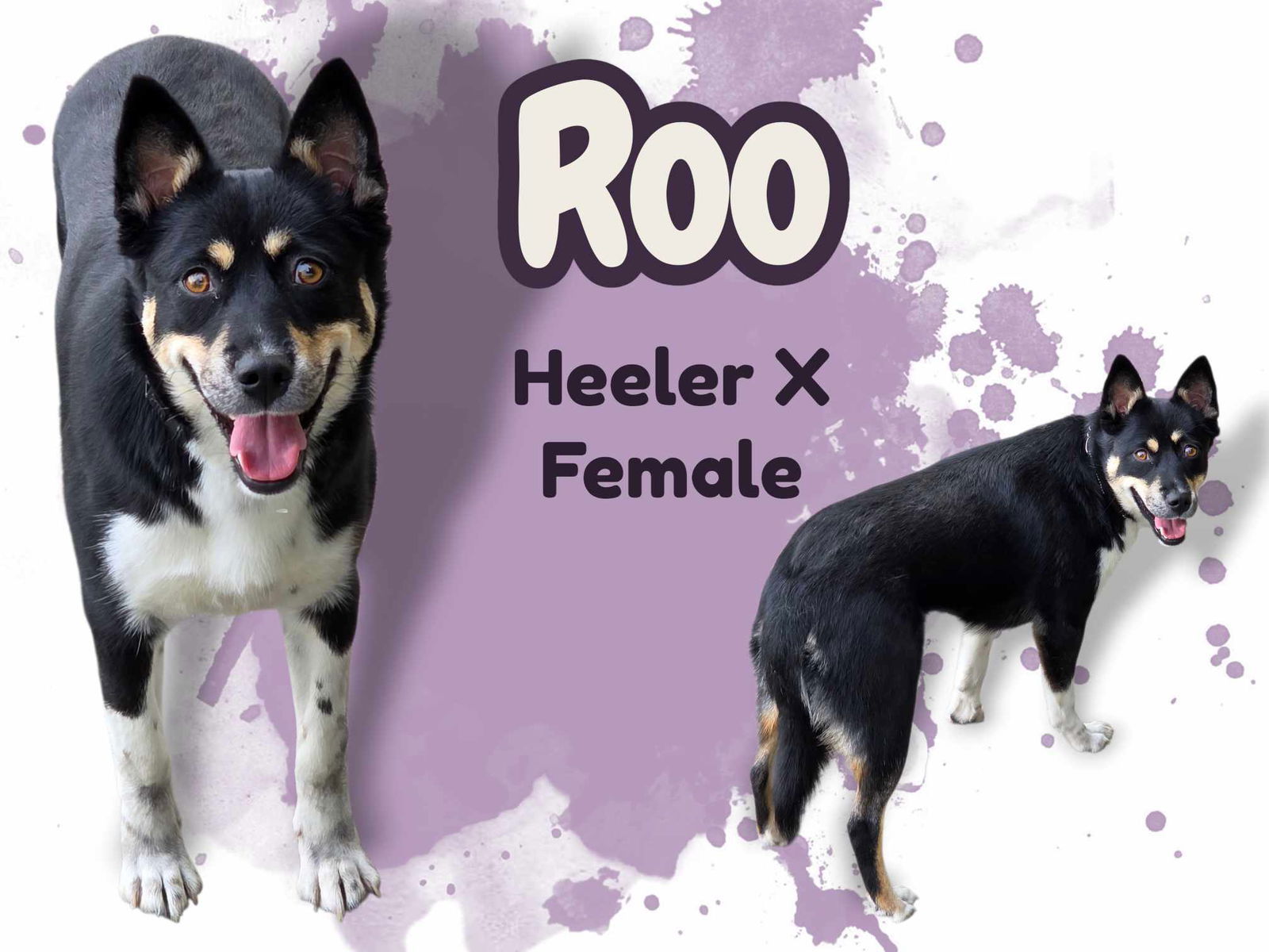 Roo, an adoptable Husky, Australian Cattle Dog / Blue Heeler in Anchorage, AK, 99503 | Photo Image 1