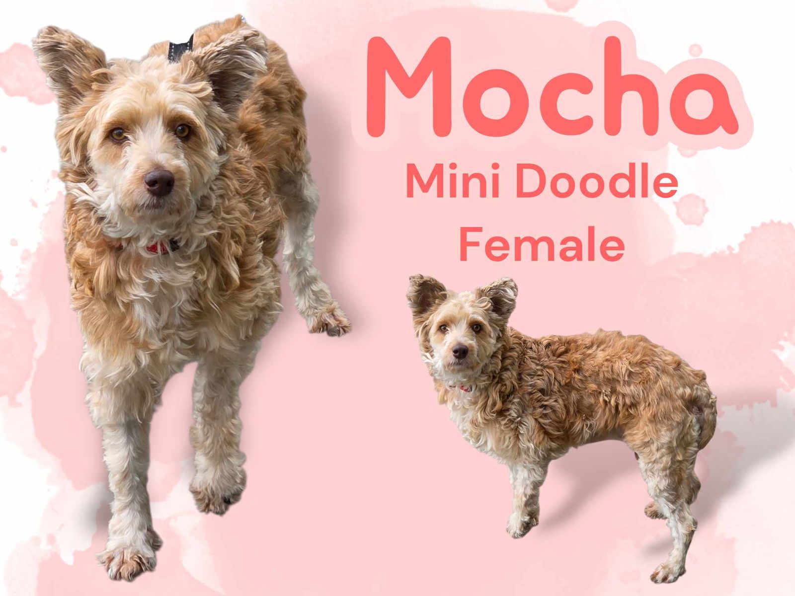 Mocha, an adoptable Poodle, Golden Retriever in Anchorage, AK, 99503 | Photo Image 1