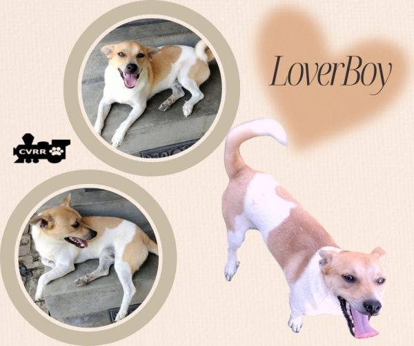 LoverBoy