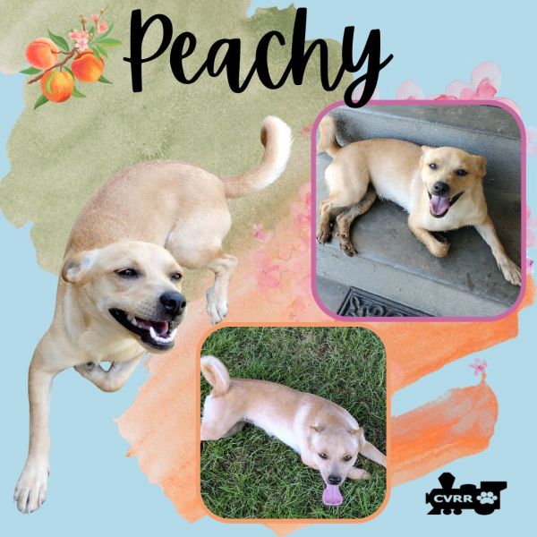 Peachy