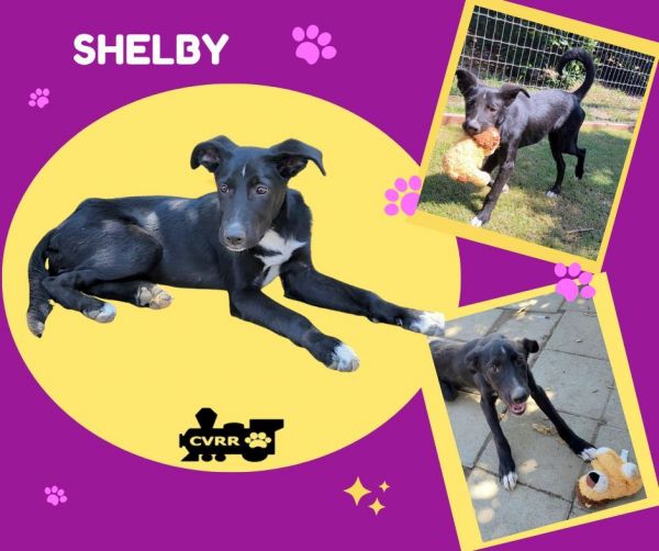 Shelby (Puppy)