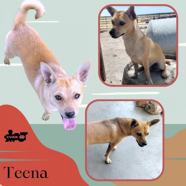 Teena