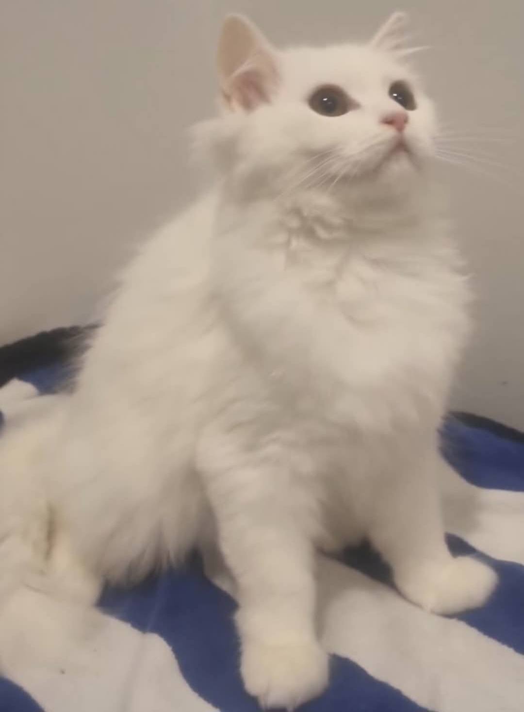 Milly