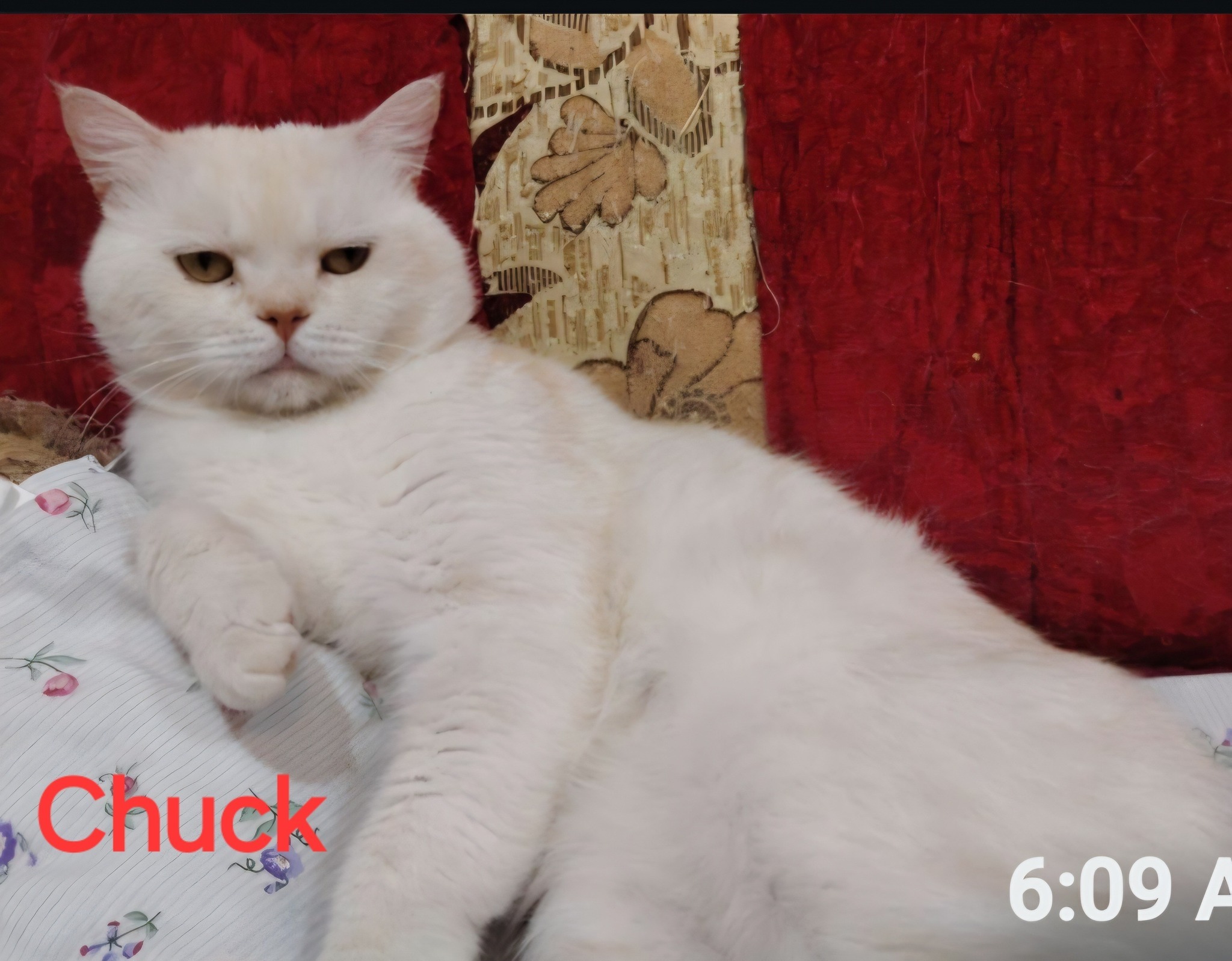 Chuck