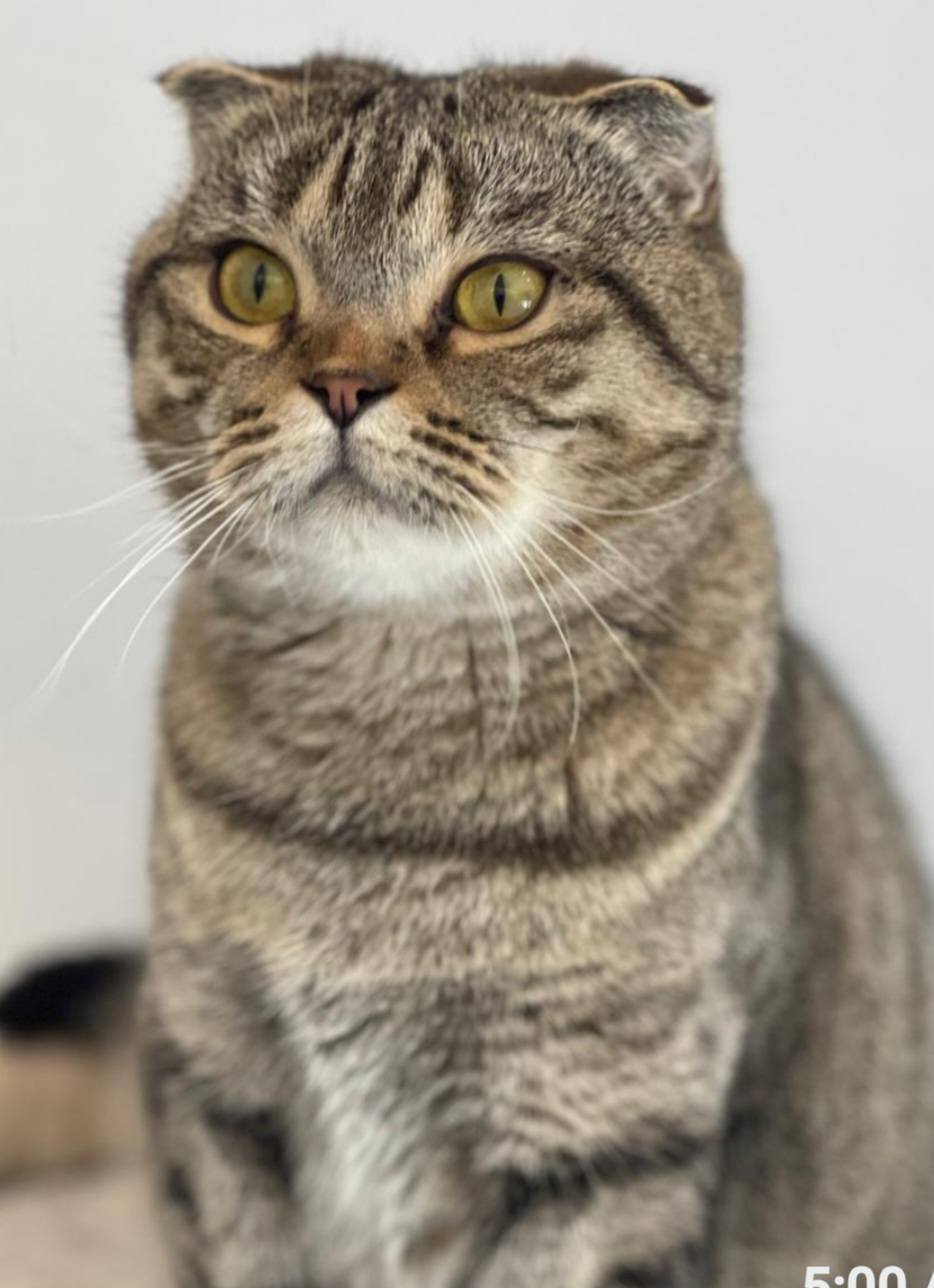 Hazel