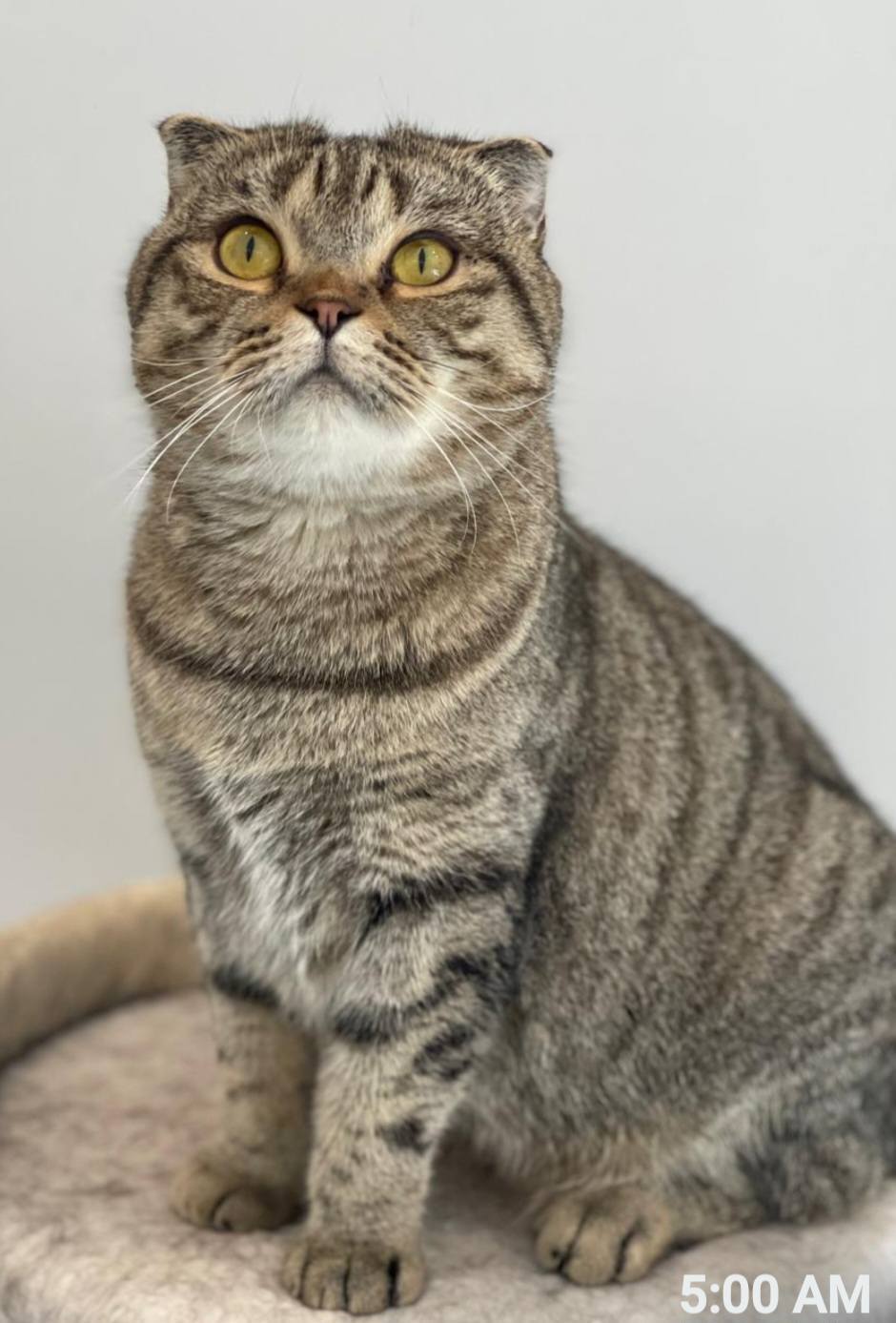 Hazel