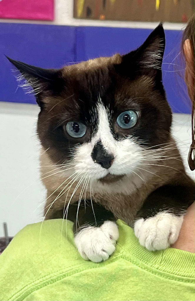 Peanut, an adoptable Domestic Short Hair, Snowshoe in Saint George, UT, 84790 | Photo Image 1