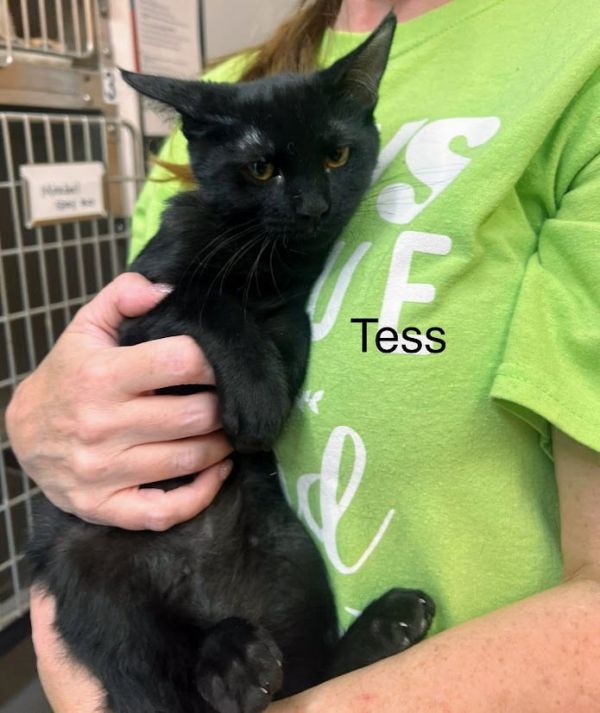Tess