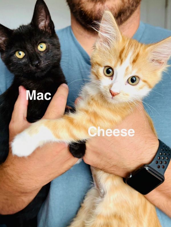 Cheese thumbnail 3