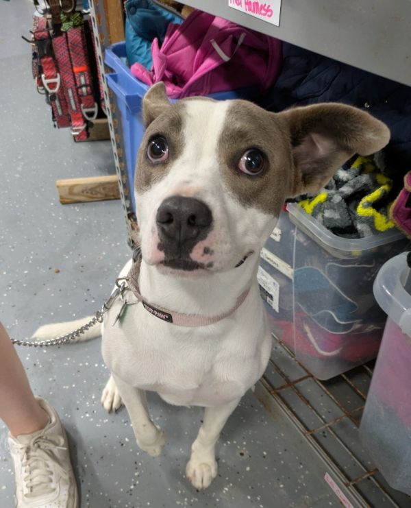 Darla
