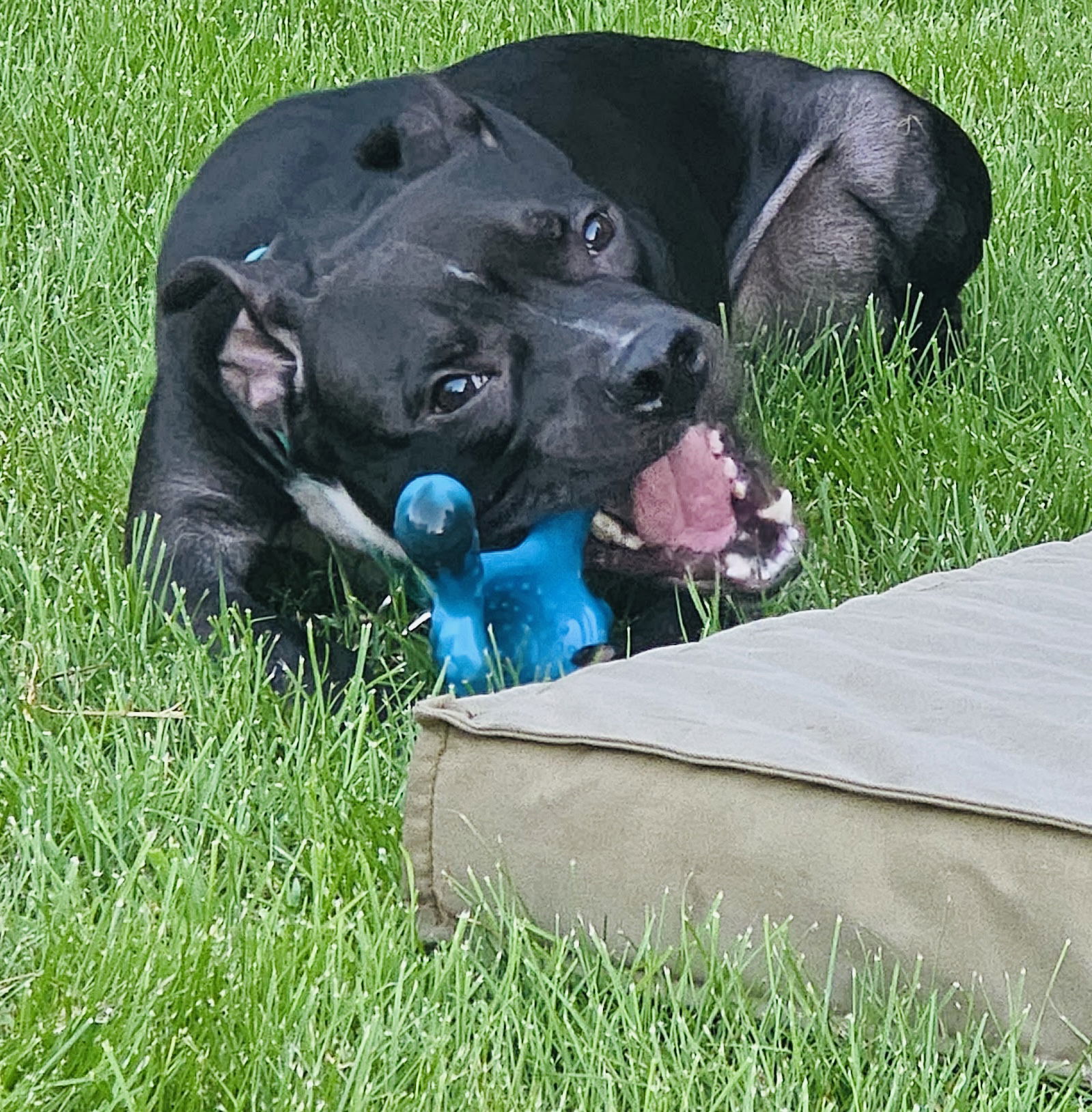 Ozzy