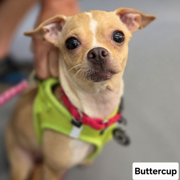 Buttercup
