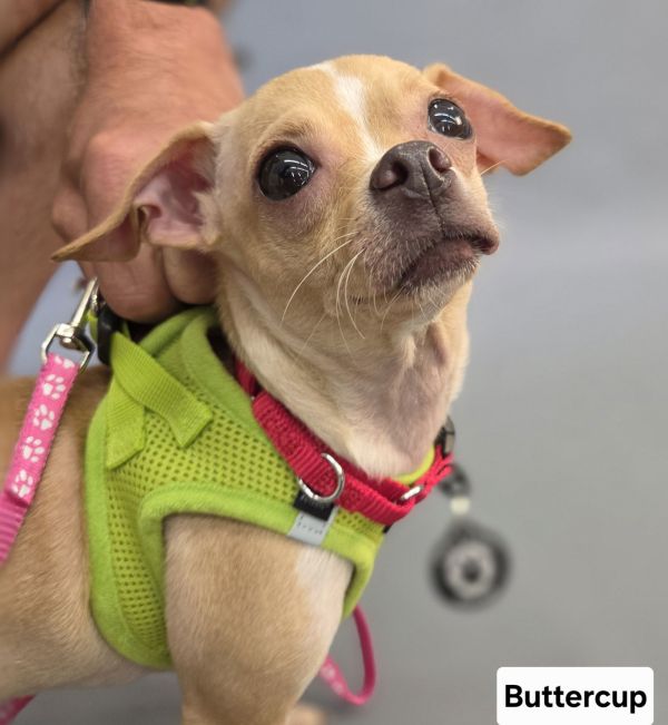Buttercup thumbnail 2